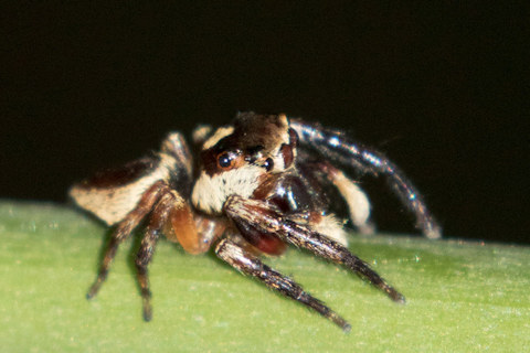 Jumping Spider (Euryattus wallacei) (Euryattus wallacei)